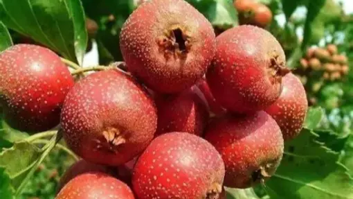 Fructus Crataegi Fructus Crataegi