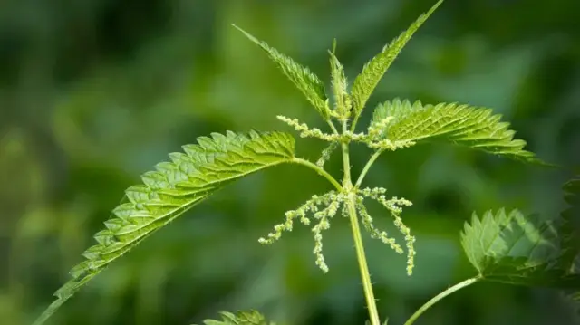 Nettle Leaf Nettle Leaf