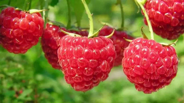 Raspberry Fruit