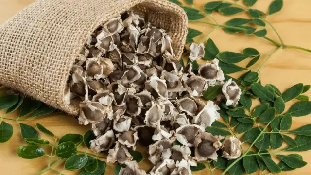 Moringa seed Moringa seed