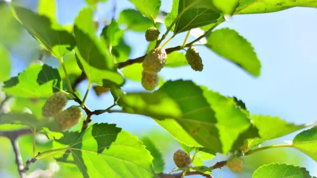 Mulberry Leaf