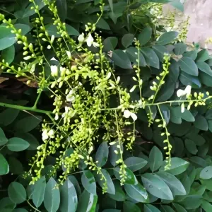 Flos Sophorae Immaturus