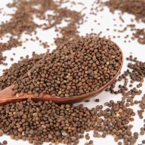 Fructus Perillae Fructus Perillae