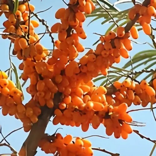 sea buckthorn sea buckthorn