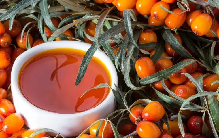 Sea Buckthorn Oil Sea Buckthorn Oil