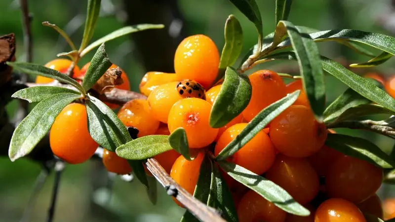 sea buckthorn sea buckthorn