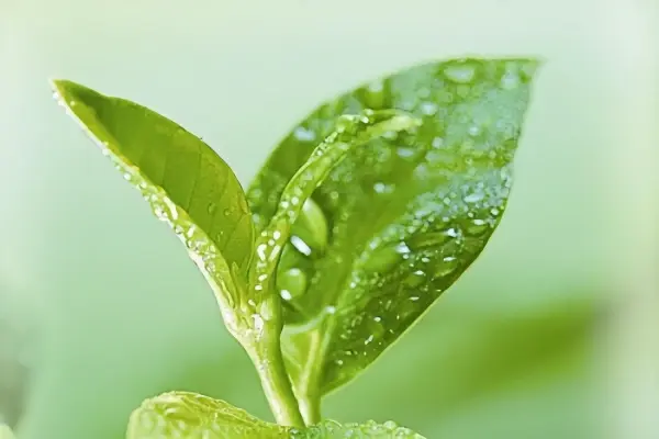 The high chlorophyll content in matcha makes its color even greener The high chlorophyll content in matcha makes its color even greener