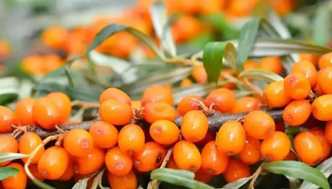 Sea Buckthorn Sea Buckthorn