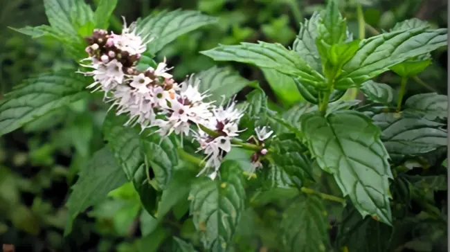 Spearmint has been scientifically proven to have the potential to reduce the free testosterone levels in women with PCOS