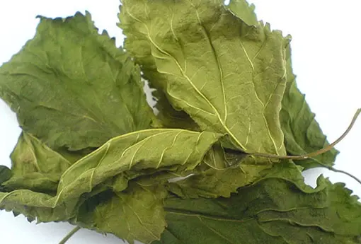 Mulberry Leaf