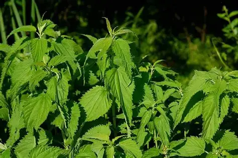 Nettle Leaf Nettle Leaf