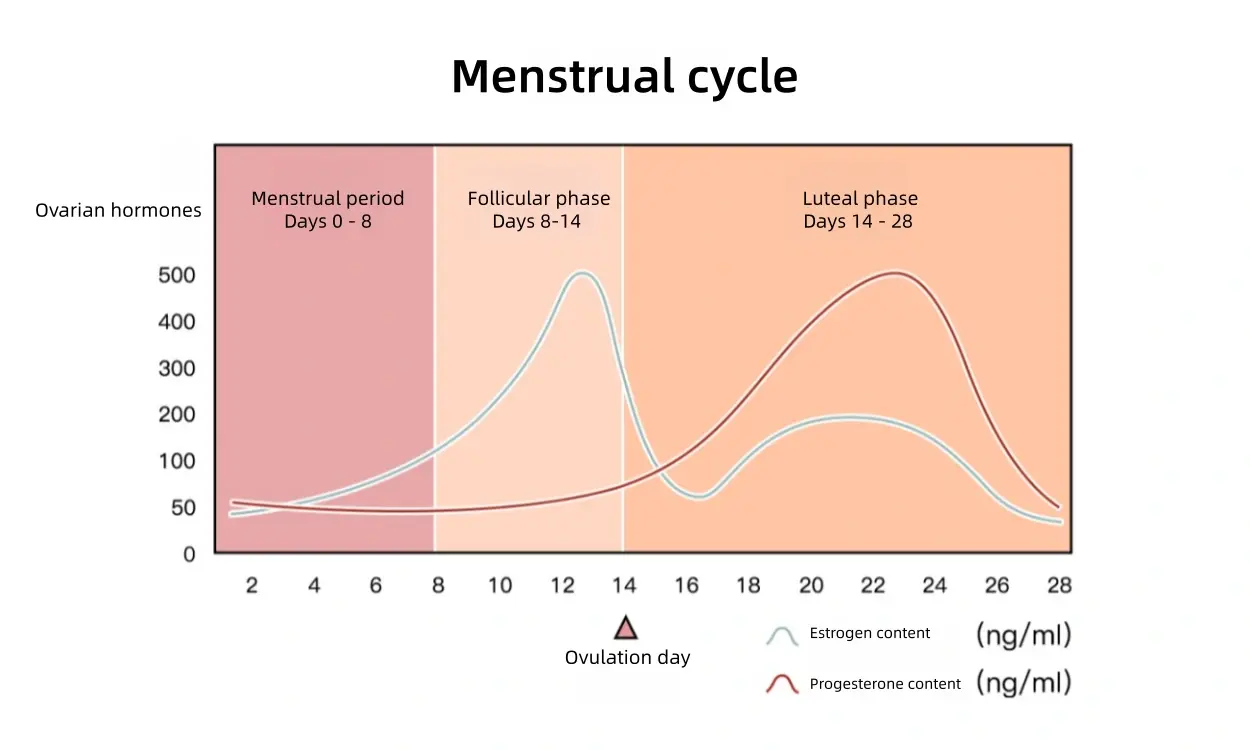Hormonal fluctuations during a woman's menstrual period
