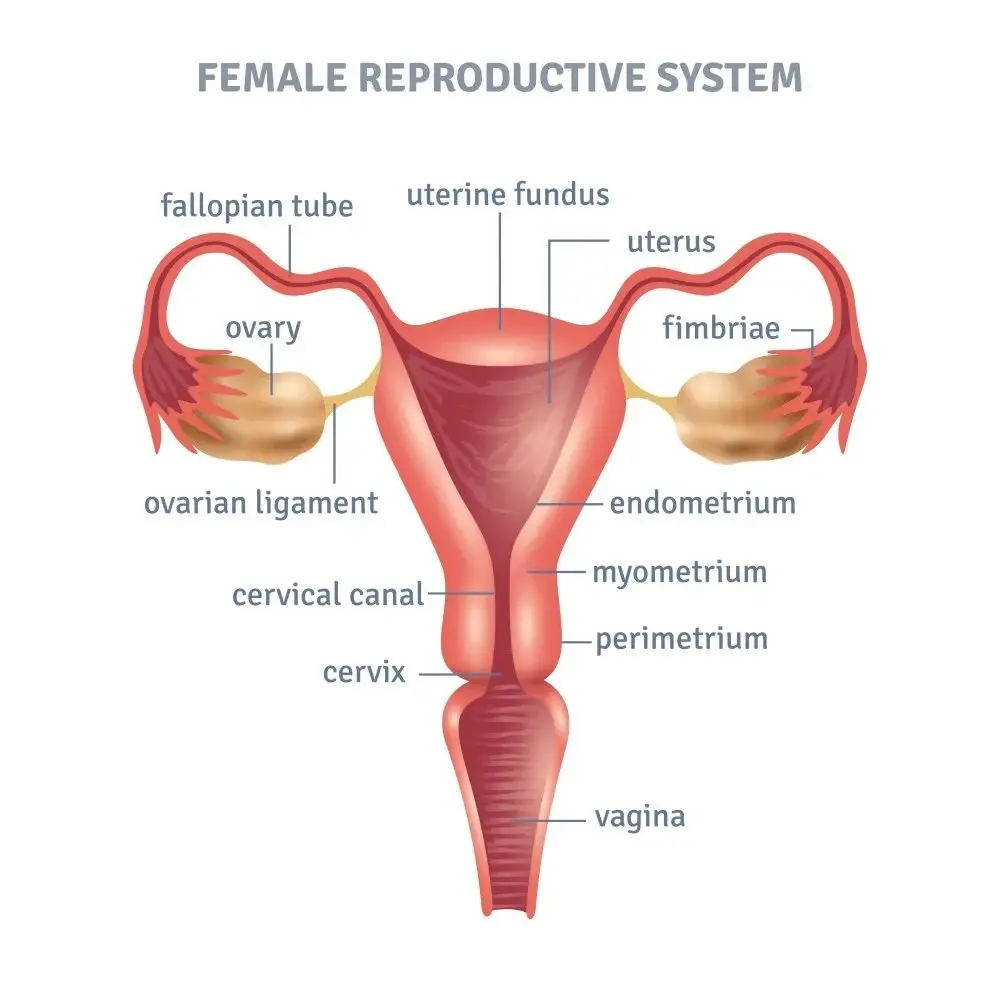Female reproductive system Female reproductive system