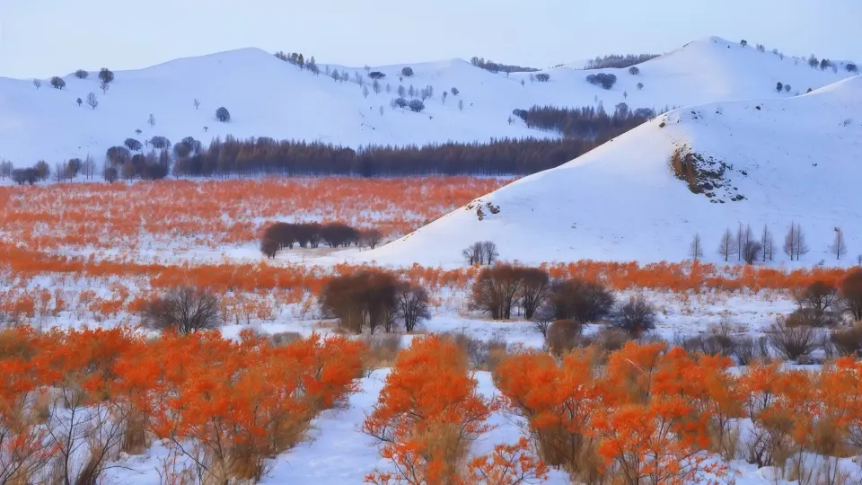 Himalayan wild sea buckthorn fruit