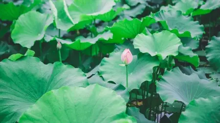 Lotus Leaf Lotus Leaf
