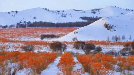 Himalayan wild sea buckthorn fruit