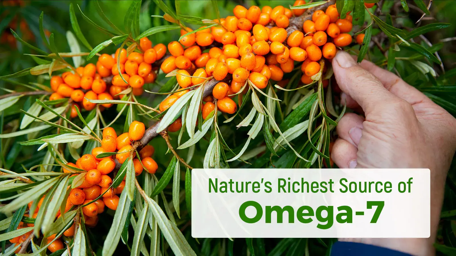The most common source of the Omega-7 component in sea buckthorn oil