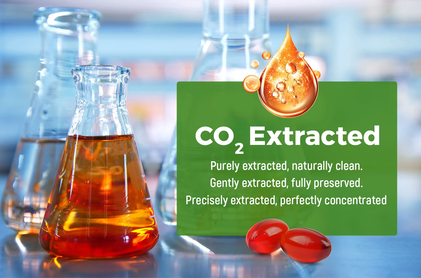 Omega 7 sea buckthorn oil capsules are produced using the supercritical carbon dioxide extraction process