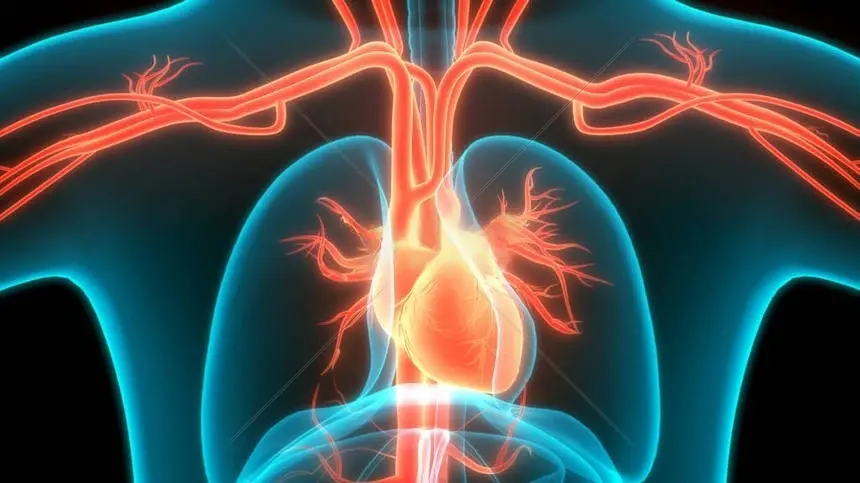 heart and circulatory system