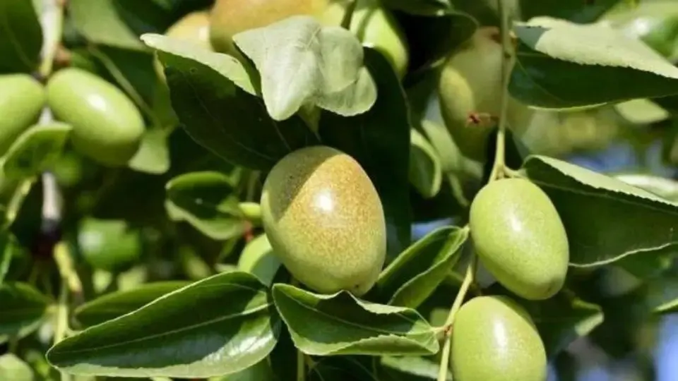 Jojoba Jojoba