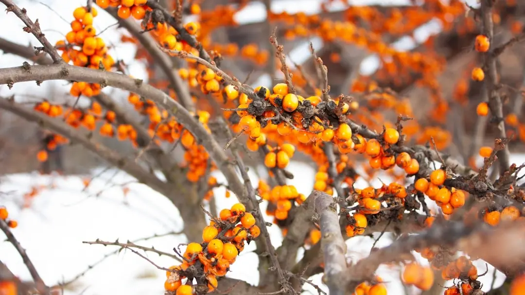 Sea buckthorn is a thorny shrub that thrives in difficult environments -Laicuherb