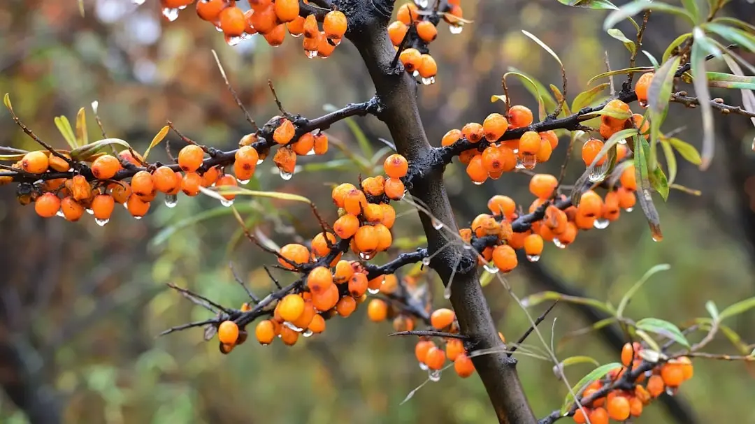 Incorporating seabuckthorn oil into your daily routine is simple and rewarding -Laicuherb