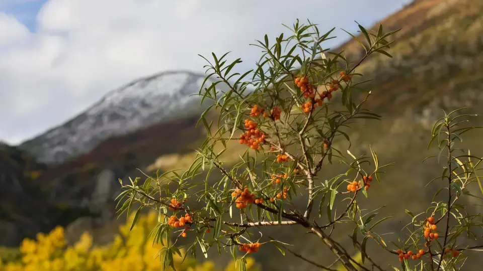 Vibrant orange sea buckthorn berries set against the pure Himalayan mountains