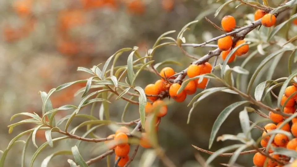 Wild Sea Buckthorn shrubs laden with bright orange berries against a backdrop of snow-capped Himalayan peaks
