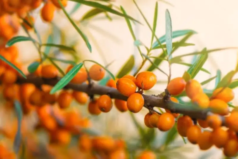 Himalayan Sea Buckthorn Oil Himalayan Sea Buckthorn Oil