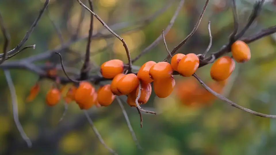 Sea Buckthorn Berries