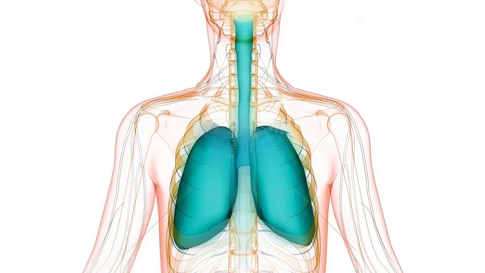 Natural Respiratory Wellness Natural Respiratory Wellness