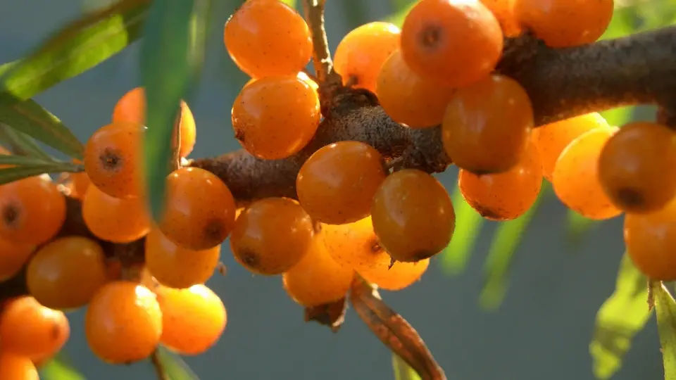 Sea Buckthorn Oil and fish oil both contain Omega3 which can promote cardiovascular health Sea Buckthorn Oil and fish oil both contain Omega3 which can promote cardiovascular health