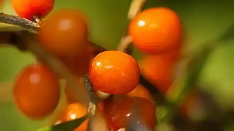 Chokeberry oil plays a significant role in the repair of skin scars Chokeberry oil plays a significant role in the repair of skin scars