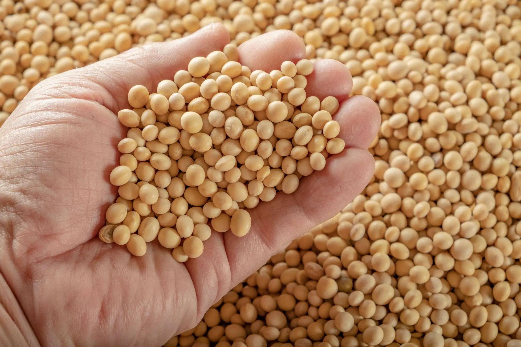 Soybeans cloese up shot