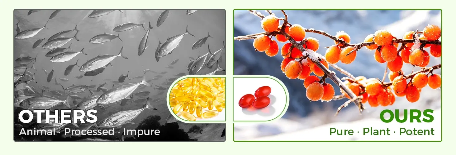 Omega 7 Sea Buckthorn Oil Capsule - Vegan source, golden ratio Omega 7 Sea Buckthorn Oil Capsule - Vegan source, golden ratio