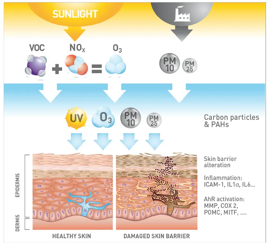 Air pollution causes damage to human skin. Air pollution causes damage to human skin.