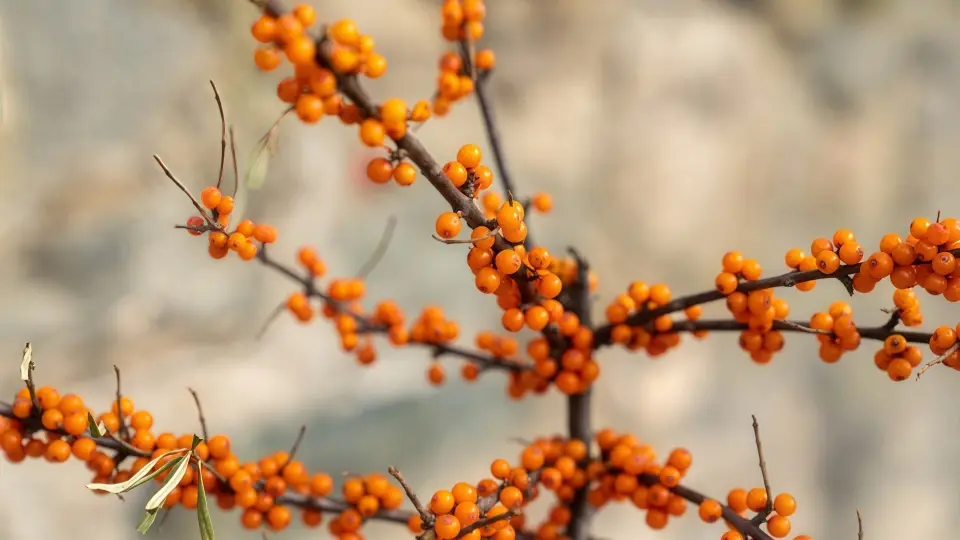 Sea buckthorn oil can protect your gastric mucosa and help heal ulcers
