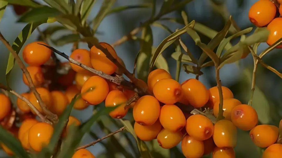 Sea buckthorn oil does not ‘enhance’ your immune system, instead, it helps prevent it from becoming overly active