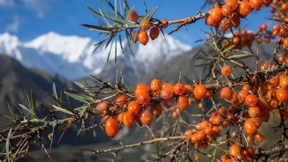 Pure Himalayan Sea Buckthorn Berries with Glistening Water Droplets