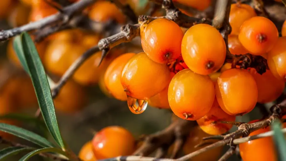 Macro Photography of Fresh Himalayan Sea Buckthorn Berries with Glistening Oils on Branch Macro Photography of Fresh Himalayan Sea Buckthorn Berries with Glistening Oils on Branch