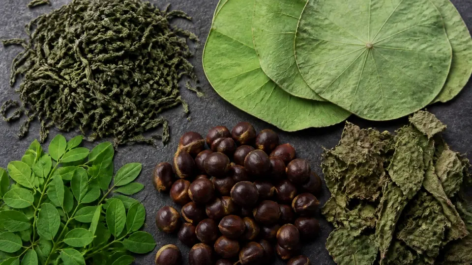 A meticulous macro arrangement of dried green tea leaves, large green lotus leaves, shiny Cassia seeds, and Mulberry leaves A meticulous macro arrangement of dried green tea leaves, large green lotus leaves, shiny Cassia seeds, and Mulberry leaves