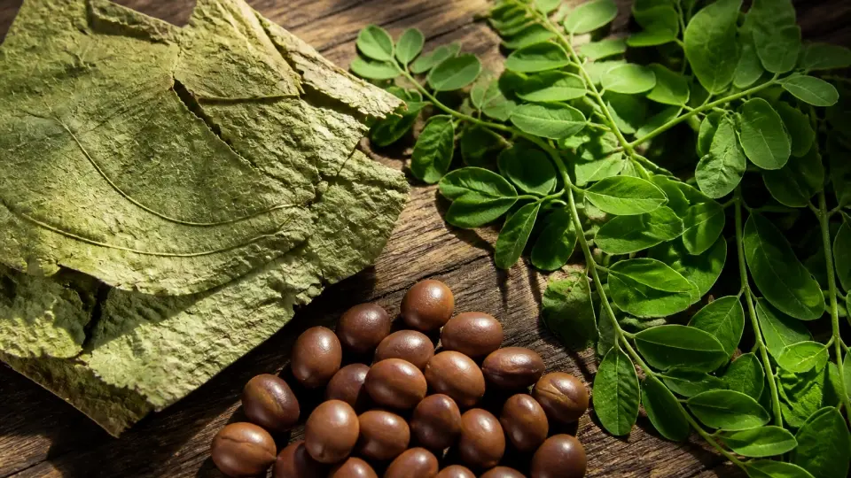 Pure Raw Botanicals for Follicular Phase: Lotus Leaves, Cassia Seeds, and Moringa Pure Raw Botanicals for Follicular Phase: Lotus Leaves, Cassia Seeds, and Moringa
