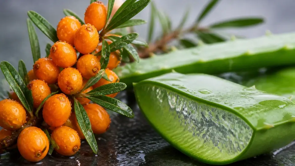 A high-end macro botanical shot of fresh orange sea buckthorn berries clustered on a branch alongside a thick sliced aloe vera leaf revealing its clear gel A high-end macro botanical shot of fresh orange sea buckthorn berries clustered on a branch alongside a thick sliced aloe vera leaf revealing its clear gel
