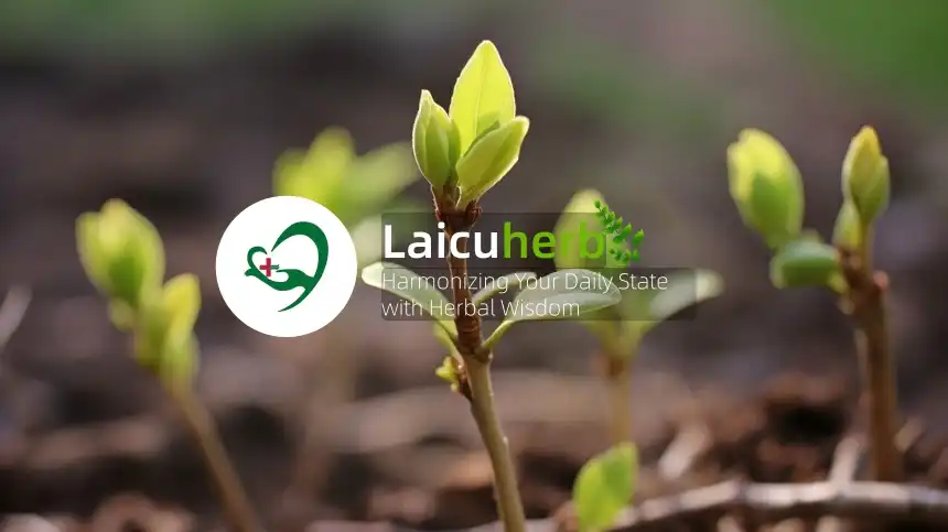 Laicuherb: Armunizà u vostru Statu Quotidianu cù a Saggezza Erboristica