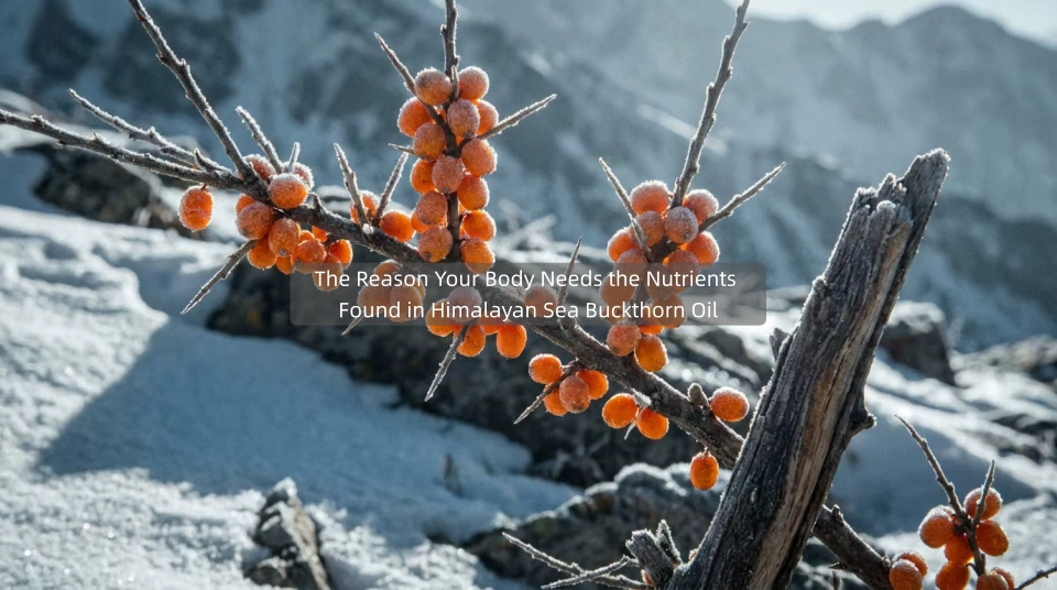 Te Take e Hiahia ai tō Tinana ki ngā Matūkai kei roto i te Hinu Buckthorn Moana Himalayan