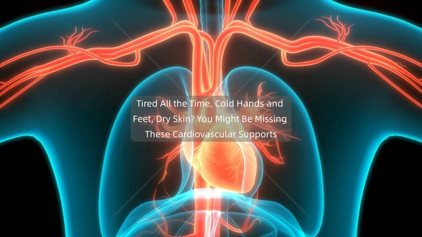 هل تشعر بالتعب طوال الوقت، وبرودة في اليدين والقدمين، وجفاف في الجلد؟ ربما تكون بحاجة إلى هذه الدعامات القلبية الوعائية.