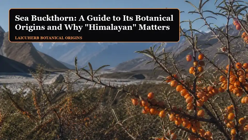 Duindoorn: een gids voor de botanische oorsprong en waarom "Himalaya" belangrijk is